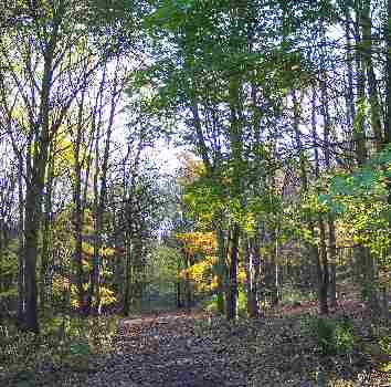 Addison Wood - Gateshead Council
