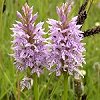 Common spotted orchid, Marsden Old  Quarry (South Tyneside Council).