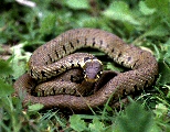 Grass Snake copyright Graeme Skinner, Naturally Wild