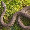 Grass Snake - Peter Wakely EN