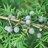 Juniper Berries (Peter Wakely EN)