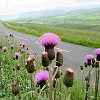 Melancholy Thistle in Upper Teesdale