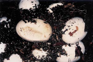 Grass snake eggs - Tony Phelps - Reptile Research & Imagery