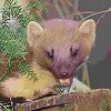 Pine Marten - Paul Glendell - English Nature