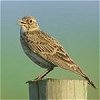 Skylark - P N Watts - English Nature