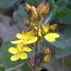 Slender St Johns Wort - John Hope