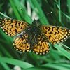 SmallPearlBorderedFritillary-PeterWakely-EN