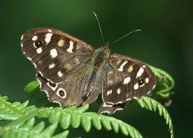 Speckled Wood - North East Wildlife