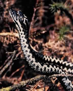 Two adders duelling - Tony Phelps - Reptile Research & Imagery