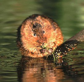 Water Vole - Andrew Parkinson