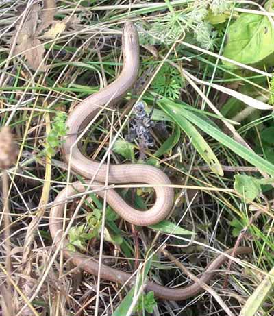 Slow Worm  - Gemma Jane Fairchild - RAUK