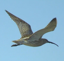 Curlew - North East Wildlife