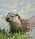Otter courtesy of Darin Smith