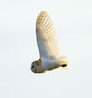 North East Wildlife