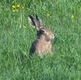 Brown Hare - Copyright North East Wildlife