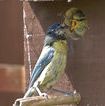 Blue tit using a nest box - North East Wildlife