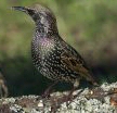 Starling - North East Wildlife