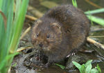 Water Vole - North East Wildlife
